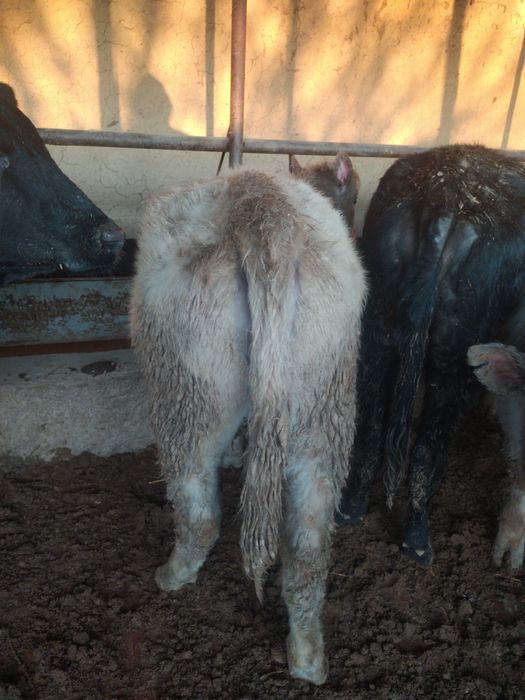 Семіз қара есек