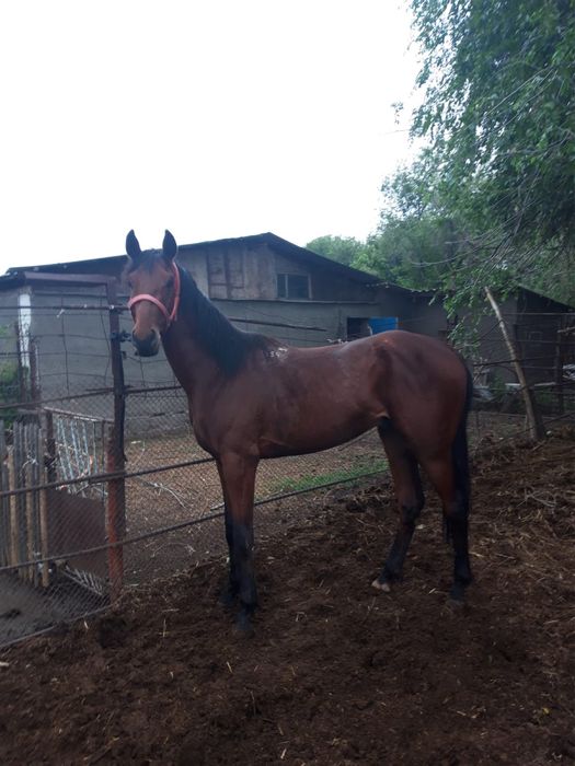 Английский жеребец