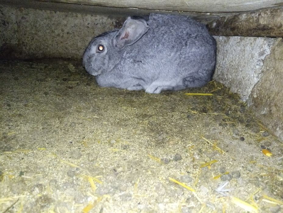 Қойан қойан қойан