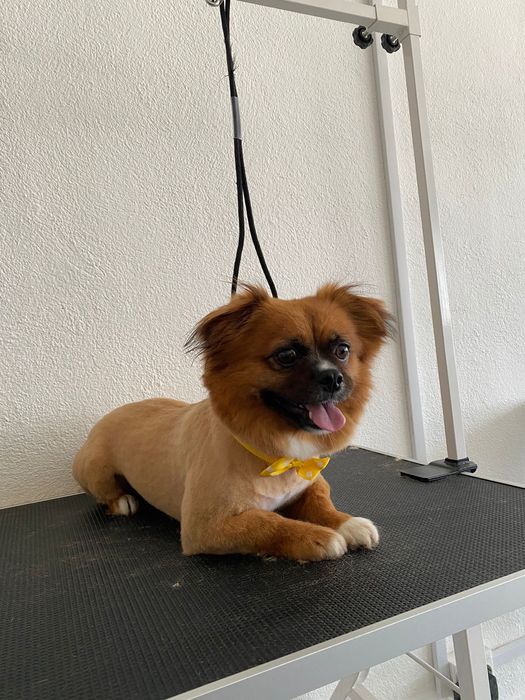 Frizerie canină-Lumea lui Avy