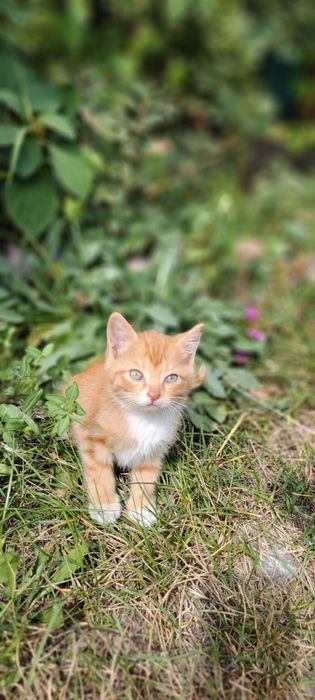 Отдам  рыжего котёнка
