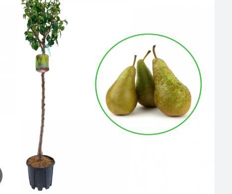 Pomi Fructiferi la Ghiveci (Păr )