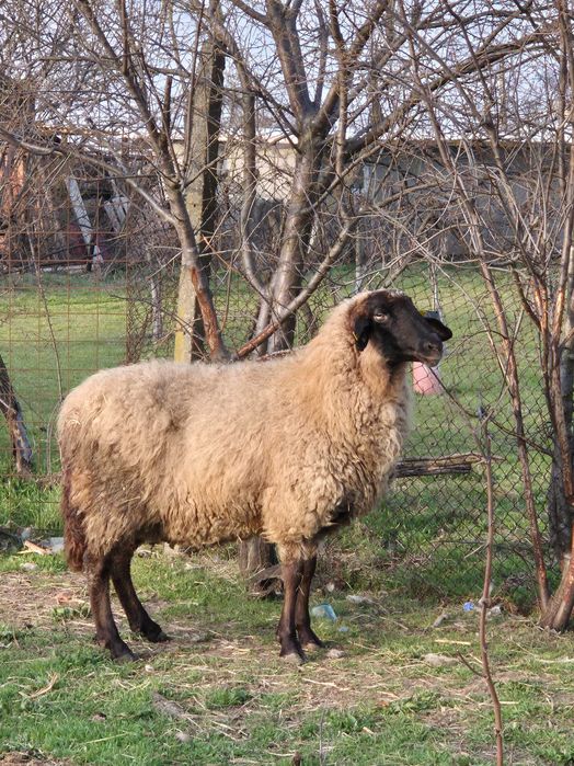 Oaie sarbeasca de vanzare