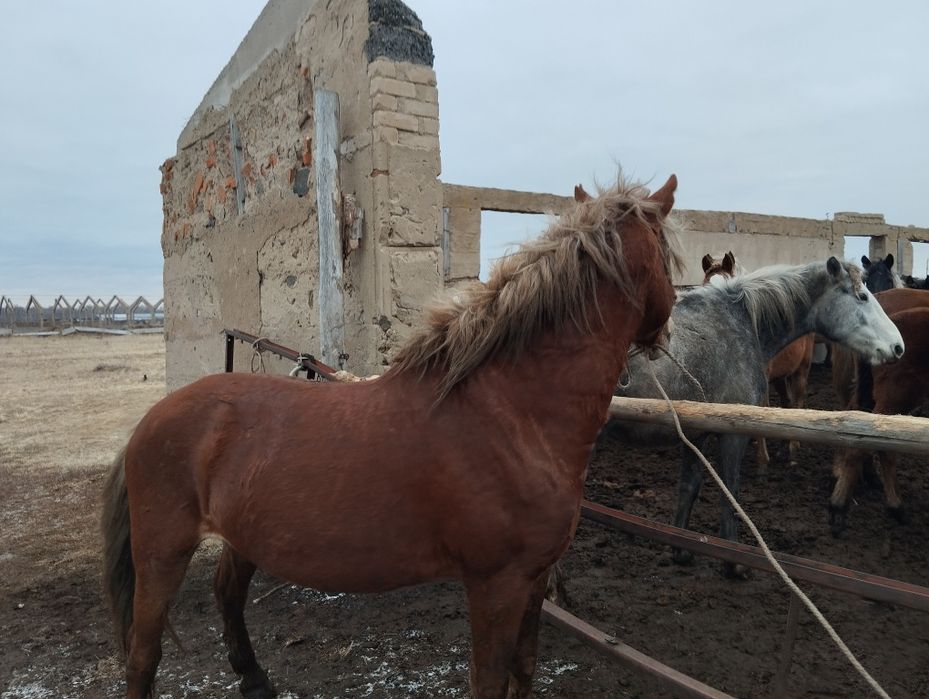 Продам    жеребца с откорма