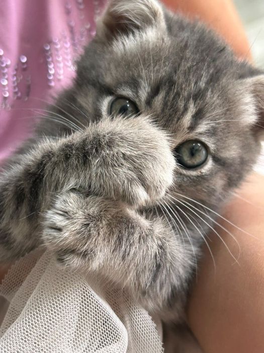 Продается котенок девочка вислоухая
