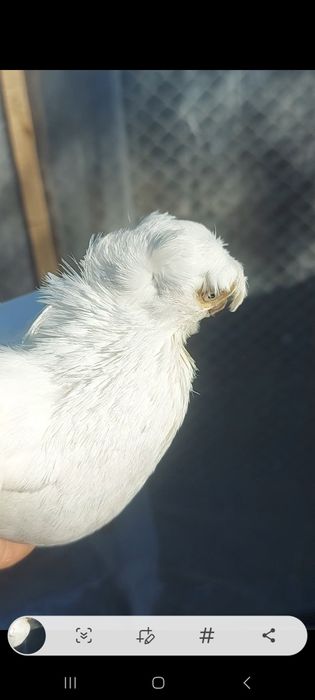 Голуби гульбадам