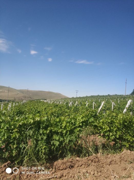 Bog' sotiladi 13 Gektar  tayor