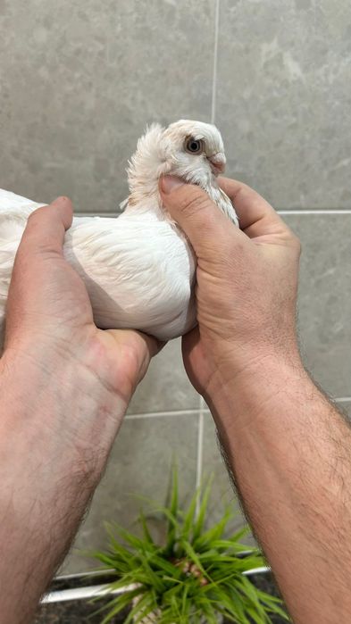 Продам самца гульбадама