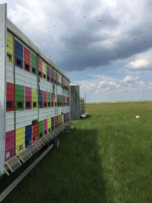 Miere de albine ,stupina proprie