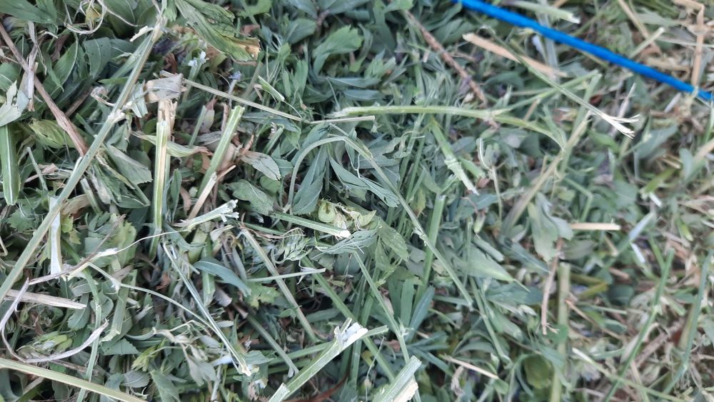 ‼️ Vând 400 de baloți de lucernă producție 2025, 40 lei balotul‼️