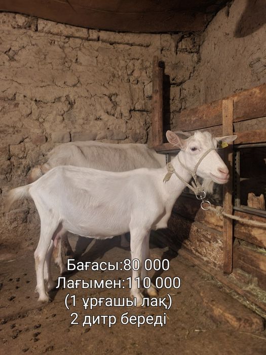 ПОРОДА ЕШКІ,лақтар ТЕКЕ сатылады