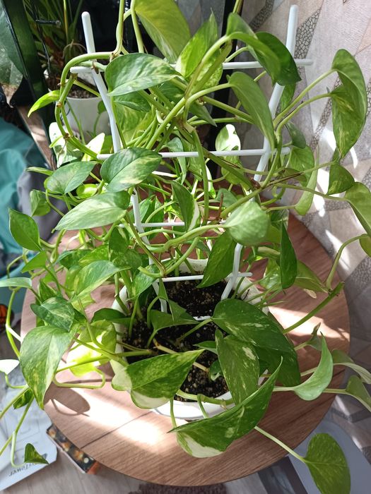 Эпипремнум золотистый