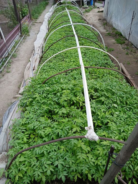 Рассада томатов 90