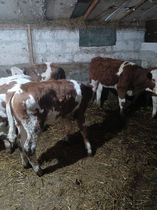 Vând vitele baltate