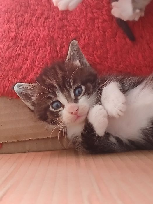 Котята Мейн-кун .