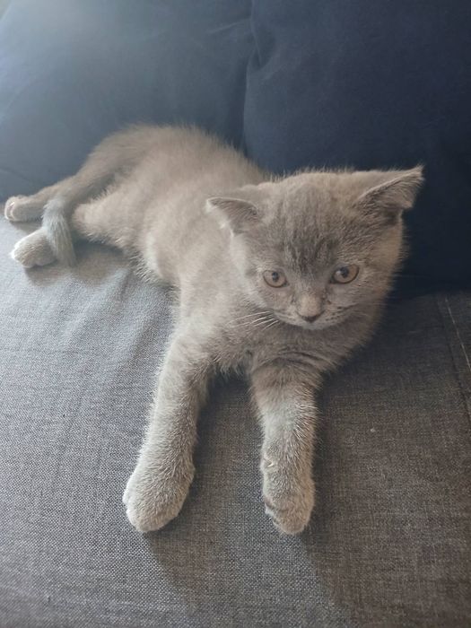 Британски котки 3 броя