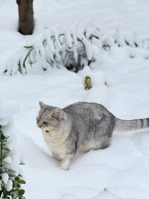 Кошка Британские серебристые шиншилла