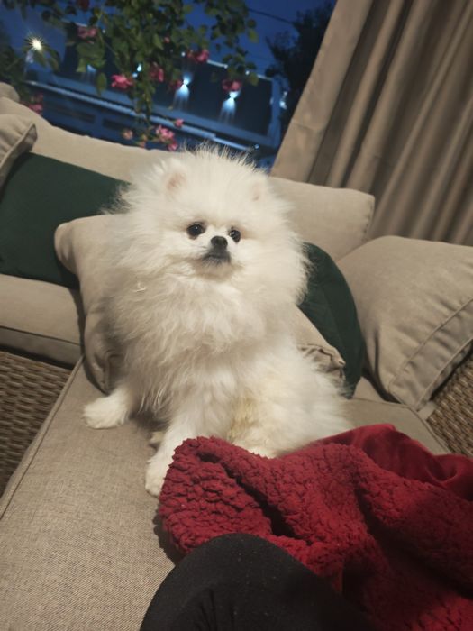 Pomeranian Mascul