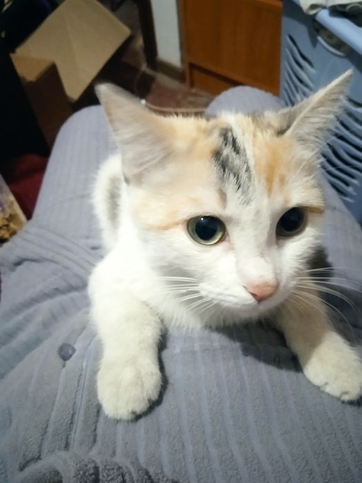 Кошка очень чистая домашняя.