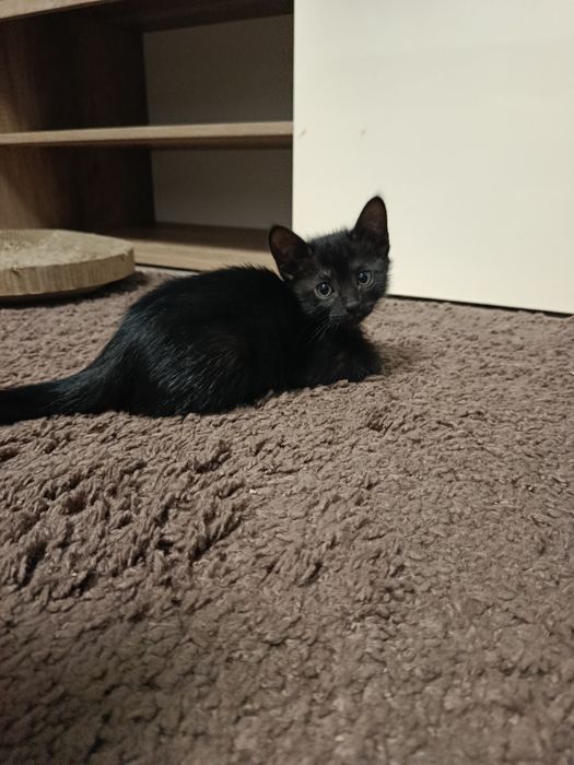 Котенок Отдам котят в добрые руки