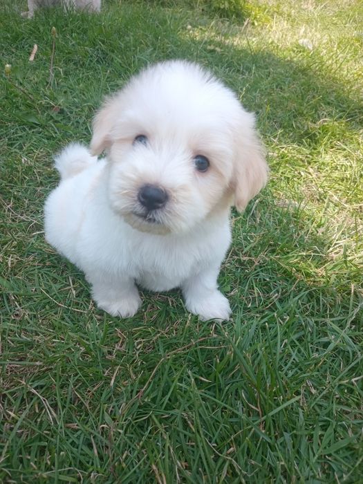 Cățeluși bichon maltez