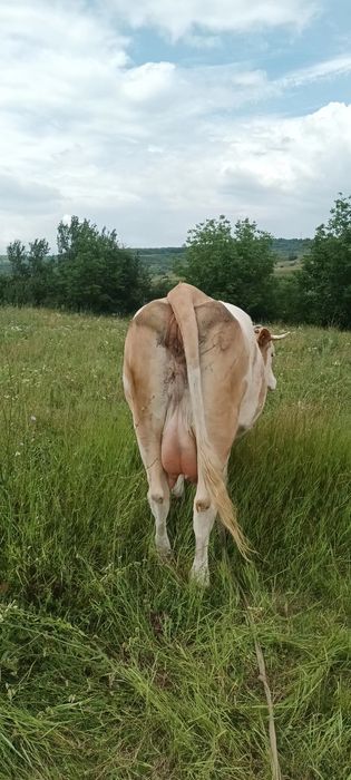 Vind vaca de 6 ani