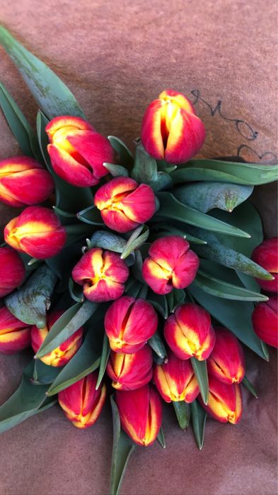 Тюльпаны оптом крупные