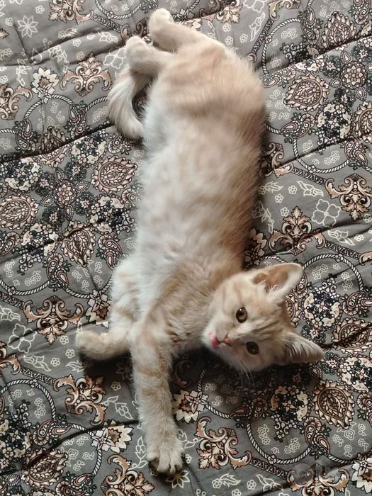 котенок отдадим в хорошие руки даром