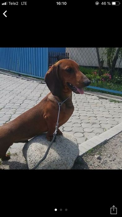 Такса племенной кобель