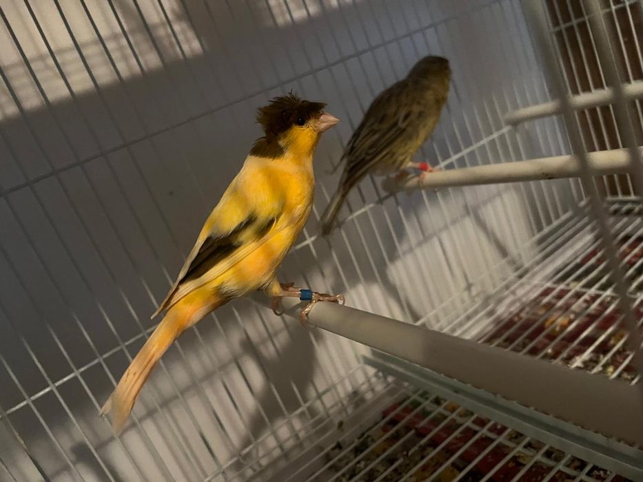 Canari orpheus ideali