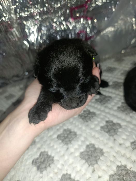 щенки в добрые руки