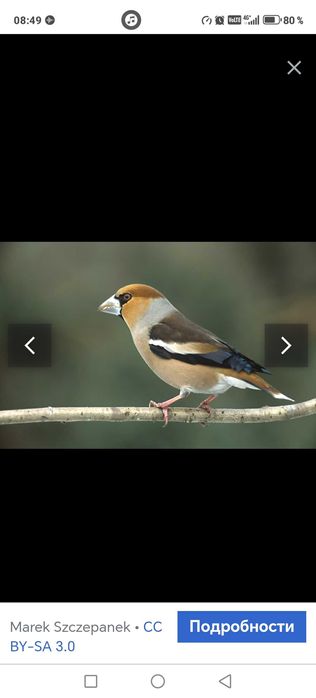 Продам птицу певчие  адаптированые