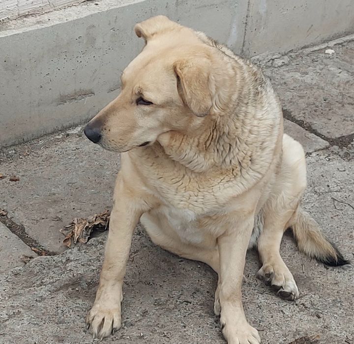 Отдам 2х собак в добрые руки