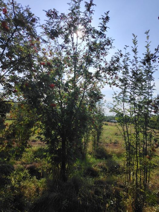 Рябина крупномеры 5-8м