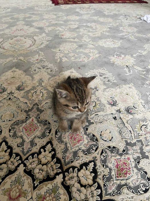 Шотландский прямоухий котёнок девочка табби смешанный окрас 1.5 месяца