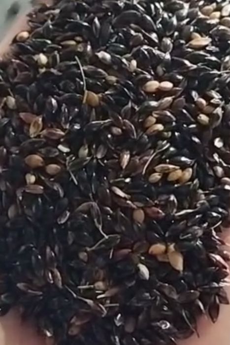 Суданка,суданская трава семена