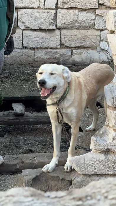 Крупная, шикарная собака Роза ищет дом!