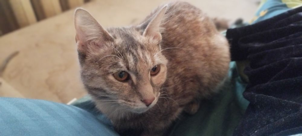 Отдам ласковую кошечку