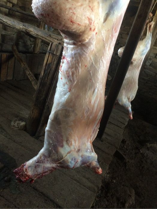 Семіз тоқтылар сатылады