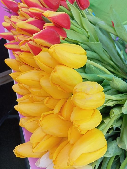 Тюльпаны в розницу