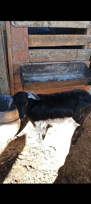 Продам чёрную козу