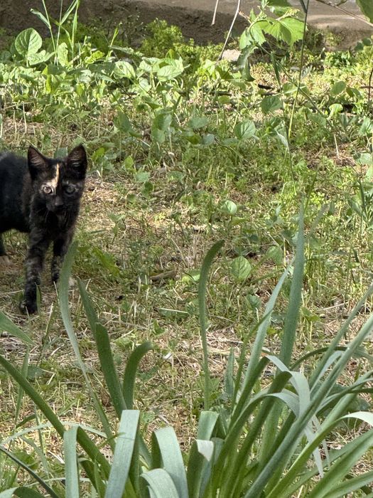 Donez pisica pentru adoptie (femela, 3 luni)