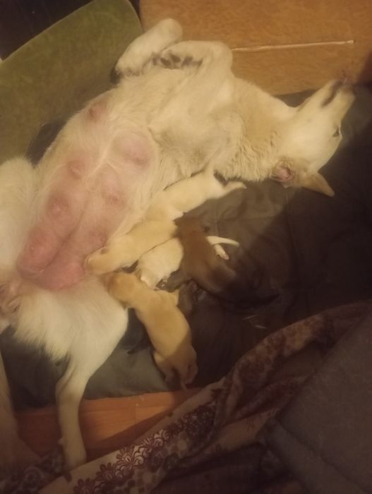 Щенки в добрые руки