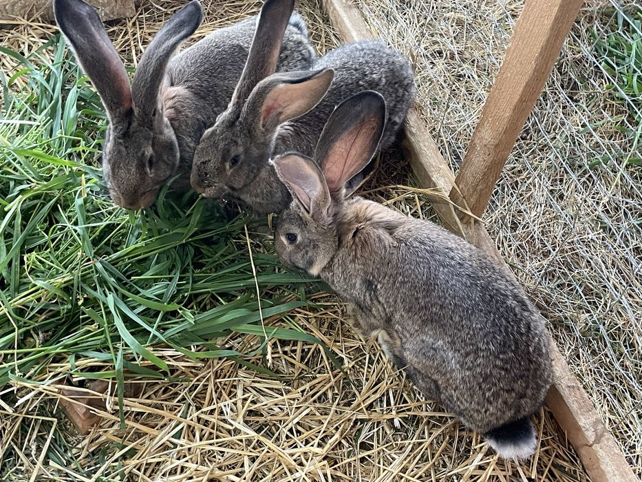 Iepuri Rasă Uriaș German