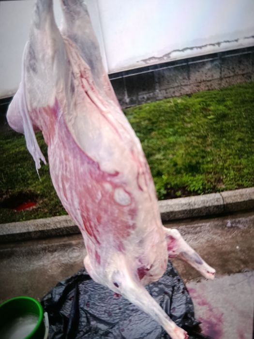 Qassoblik xizmati Qoʻy