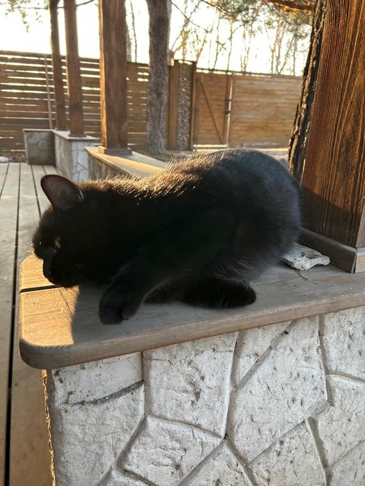 Кот ищет семью и дом