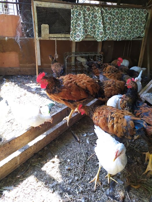 Цыплята петушки племенные