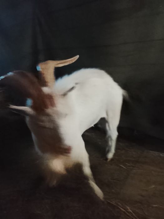 Vând țap sannen de  ,4 anii