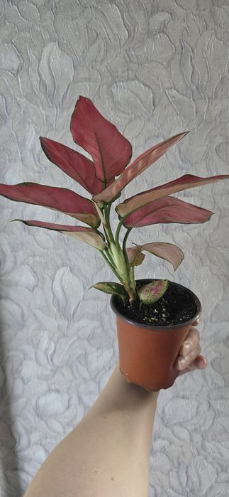 Аглаонема продам