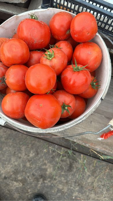 Продам! Тыкву  Американка  японка.